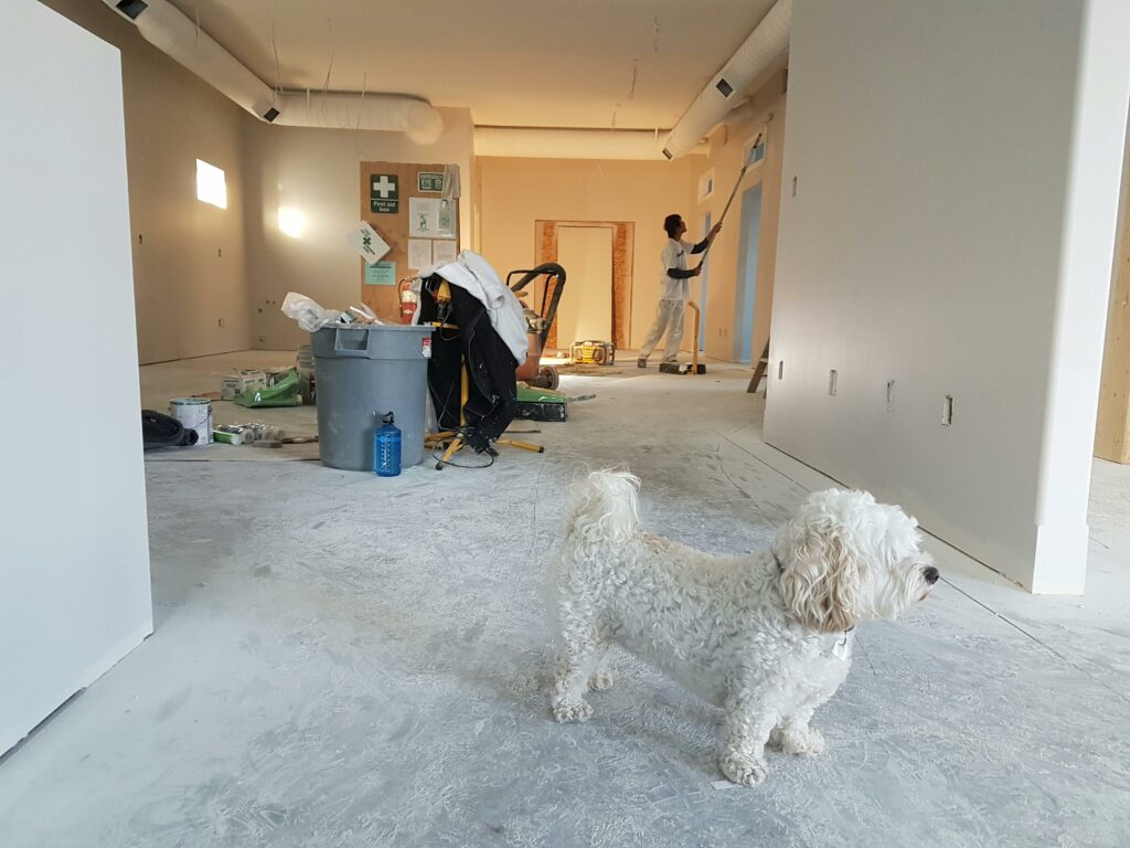 Photographie de gros plan du caniche blanc dans l’appartement (rénovations d’appartement en arrière-plan)